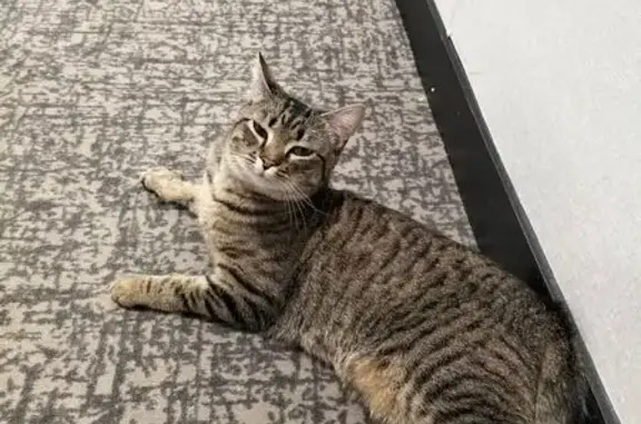 Animaux perdus Bègles, photo: Chatte tigrée perdue à Bègles