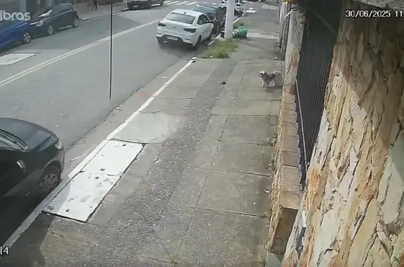 cachorro desaparecida
