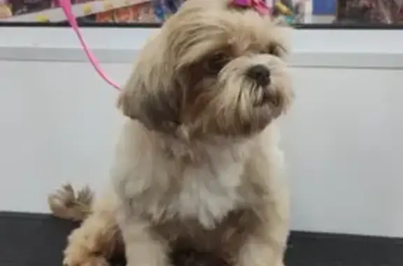 cachorro desaparecida