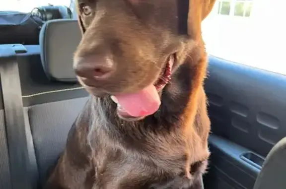 Chien trouvé à Tôtes, en attente de son maître - photo