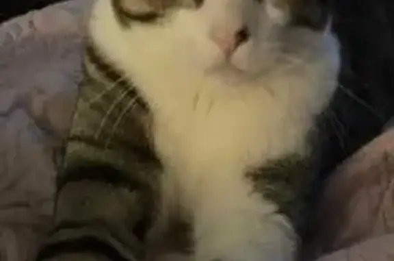 Lost Cat in Boston: Unique Nose Mark