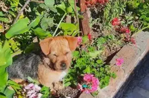 Lost Dog: Brown & Black, Daphne Ave, PTA