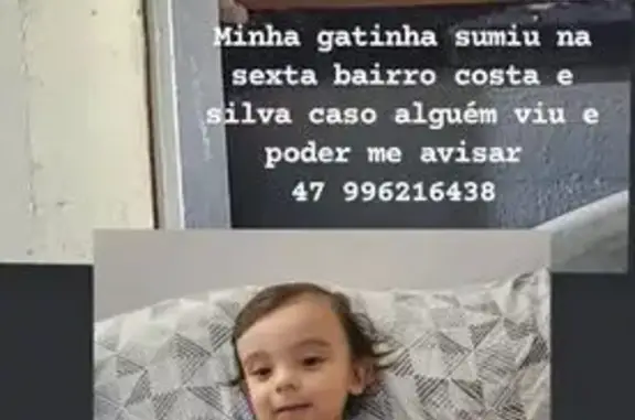 gato desaparecida