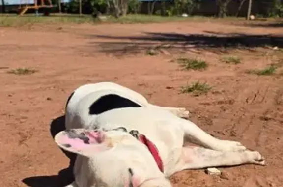 cachorro desaparecida