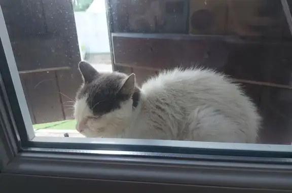 Chat trouvé Gelos, photo: Chat mâle trouvé à Gelos, craintif