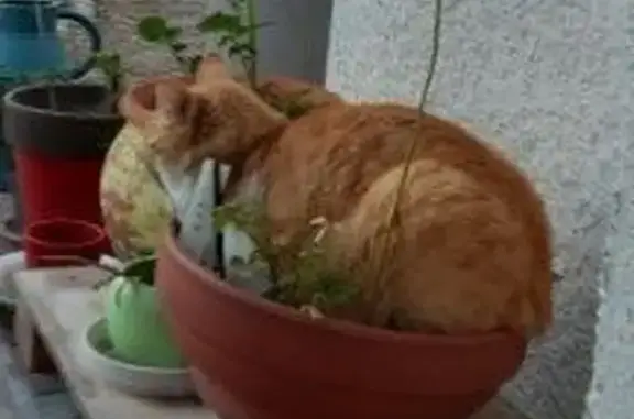 Chat perdu : mâle tigré roux et blanc - photo
