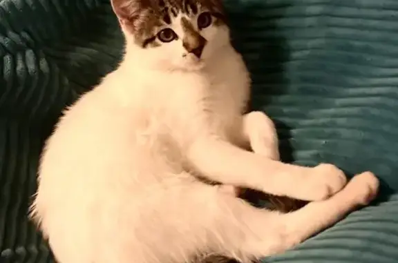 Help Find Lili: Lost Cat in Commerce City