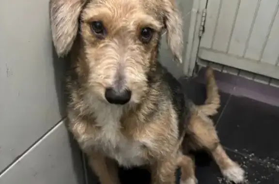 cachorro desaparecida