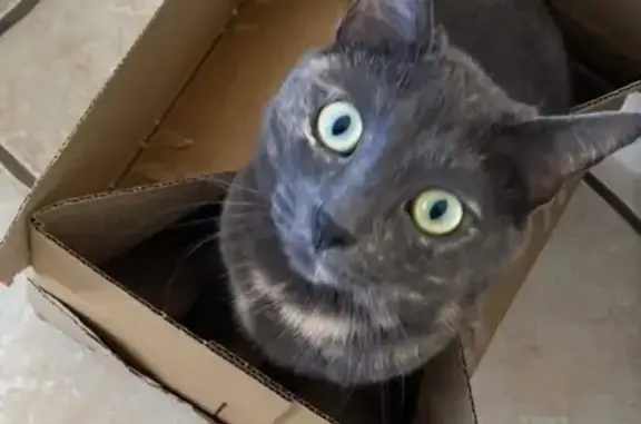 Chat perdu, Cuers, photo: Chatte grise blessée aperçue à Cuers