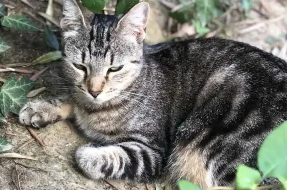 Chat perdu, Bain-de-Bretagne, photo: Chat tigré perdu à Bain-de-Bretagne