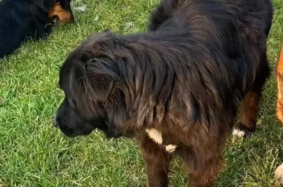 Lost Shy Charcoal Dog on Bull Pine Rd