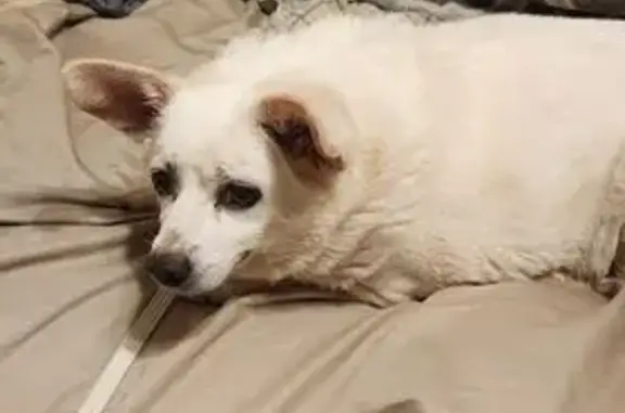 Lost: Abby, White/Tan Chihuahua, Sandy Level