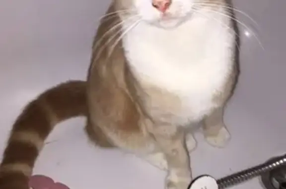 Chat perdu à Pons : aide recherchée - photo