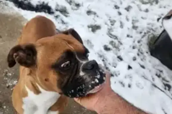 Lost Boxer: Venom - Brown, White & Black