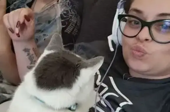 Lost Cat: Friendly White & Gray in Aurora