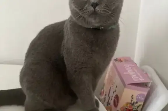 Chat perdu, Chatou, photo: Chat perdu : British Shorthair gris, Chatou