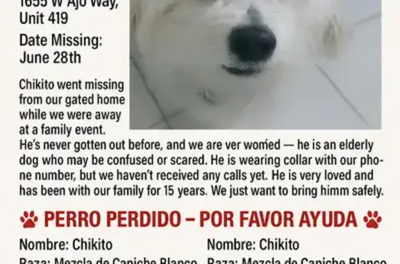 Missing dog Tucson, photo: Lost White Poodle: Seen Near Ajo & Mission