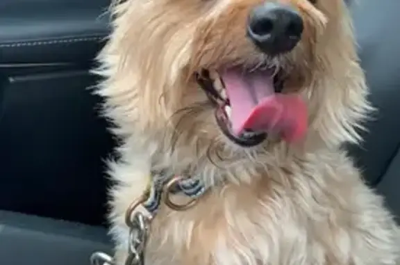 Lost Dog: Brown & White in SE Georgia