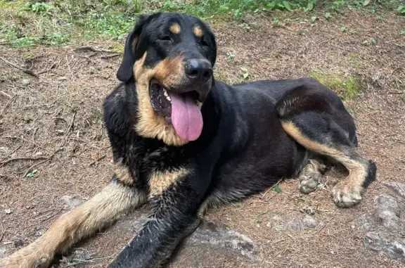 Animaux trouvés , photo: Chien noir et marron trouvé à Saint-Gervais