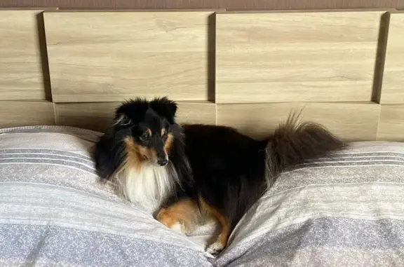 Chien perdu , photo : Chien noir et blanc perdu à Montaigu