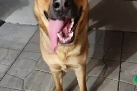 Found Dog: Light Brown, Chain...