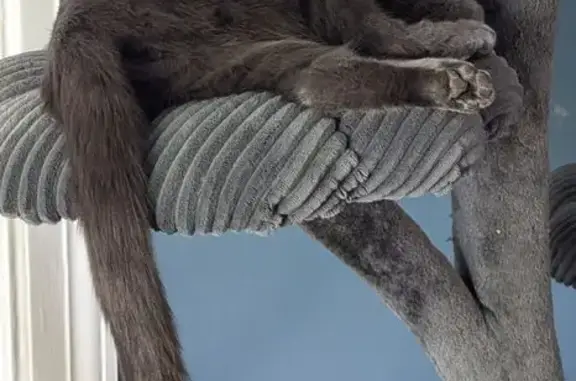 Lost Grey Cat: Ana, Skittish but Friendly