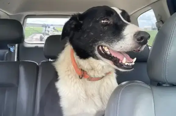 Help Find Tomato: Lost Border Collie