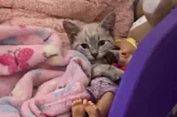 Lost Cat: Sweet White & Grey in Harrison