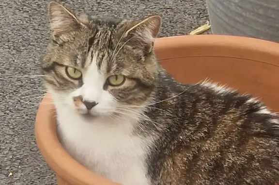 Animaux perdus Les Sables-d'Olonne, photo: Chat perdu : Roméo, tâche marron, traitement