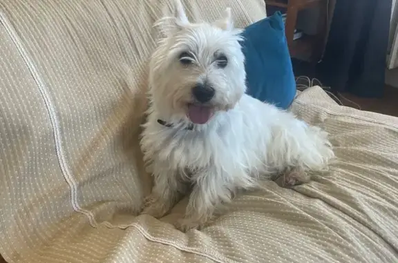 Chien perdu Fréhel, photo : Westie blanche perdue à Fréhel