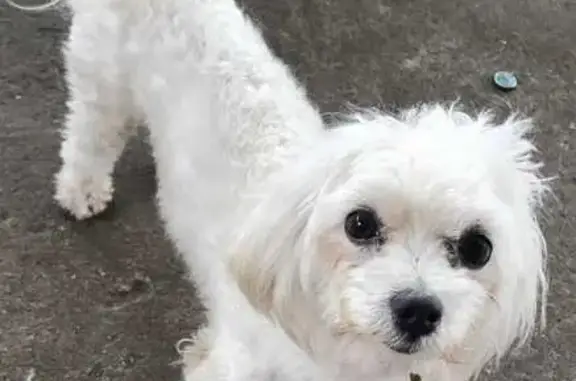 cachorro desaparecida