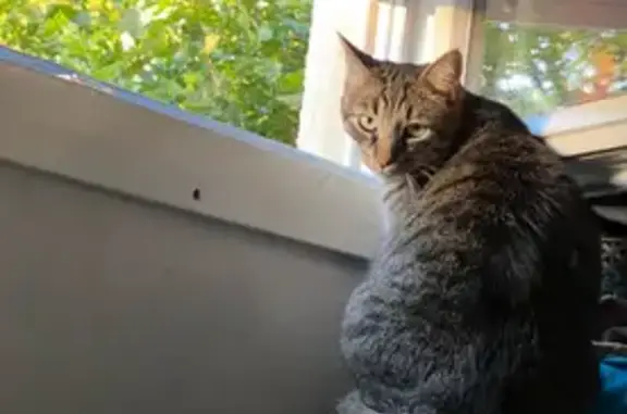 Chat perdu : Pioupiou disparu à Moulins - photo