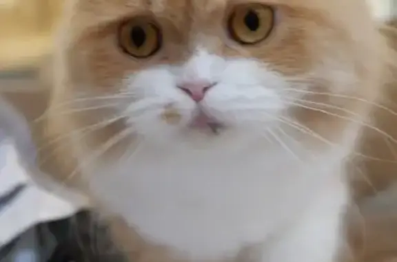 Lost pets Newport Beach, photo: Lost Cat: Golden-Orange, Gentle & Shy