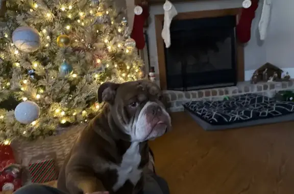 Lost Brown Dog in Wiggins: Friendly & Timid