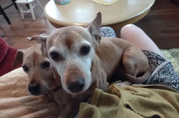 Lost Senior Chihuahua/Dachshund Mix