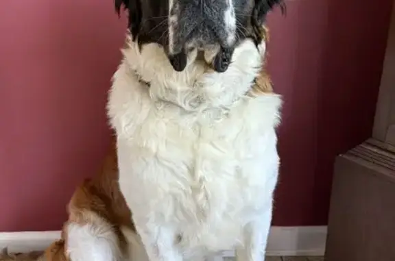 Lost Saint Bernard in Moravian Falls