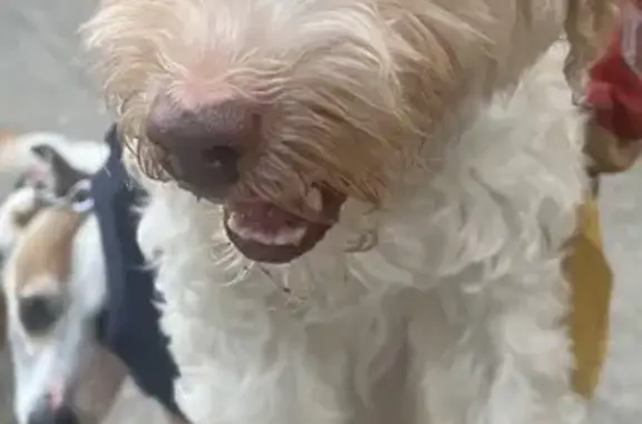 Found: Sweet Maltese/Poodle Mi...