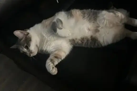 Lost Dilute Torbie Cat - Osborne Rd, Ware