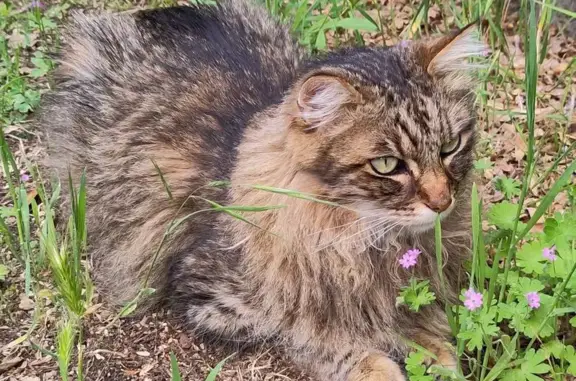 Animaux perdus Vence, photo: Chat tigré perdu à Vence, 13 ans