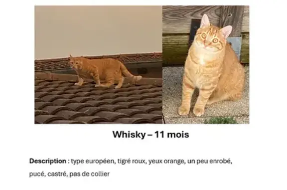Chat perdu, Mornant, photo: Chat roux perdu, rue des Fifres, Mornant
