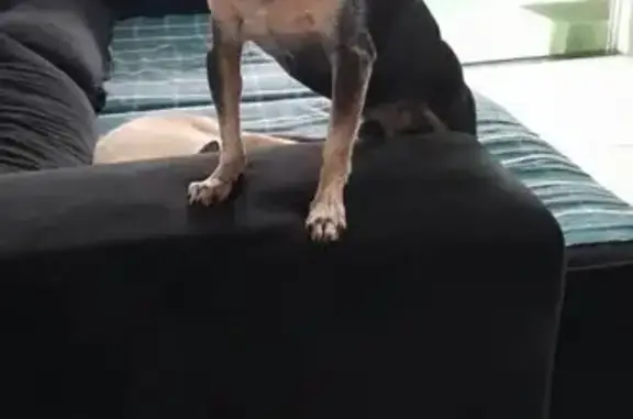 cachorro desaparecida