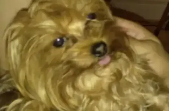 Lost Dog Alert: Loomis St, Elizabeth