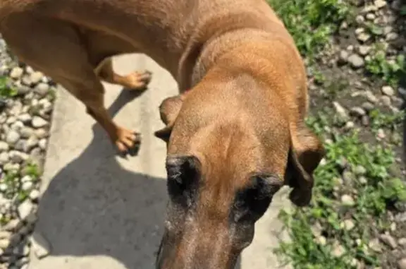 Found: Friendly Hound Mix in C...