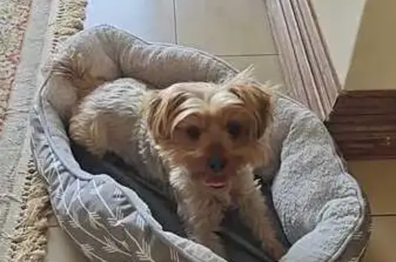 Lost Dog: Brown Coat, Black Collar - Help!