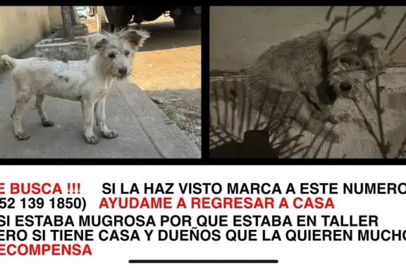 Perrita blanca perdida en Urua...