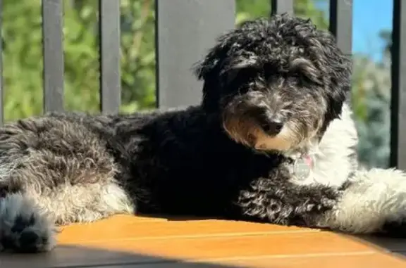 Lost Poodle Mix: Mavrick - Help Find Him!