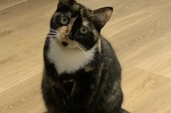 Chatte tricolore Ume perdue près école - photo