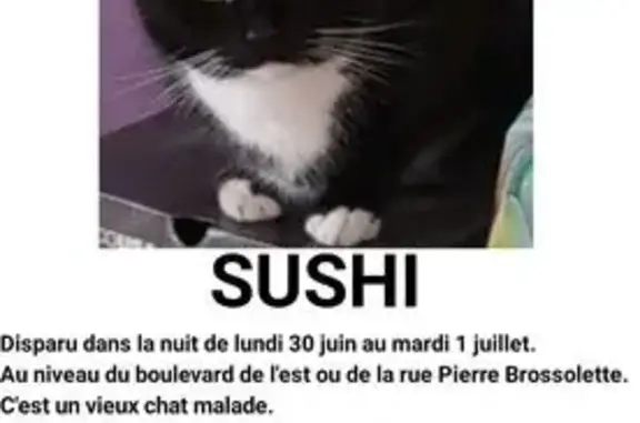 Animaux perdus Gravelines, photo: Chat blanc et noir perdu à Gravelines