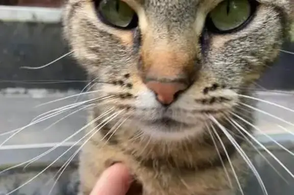 Chat perdu, Montbéliard, photo: Chatte tigrée perdue, Rue des Grands Jardins