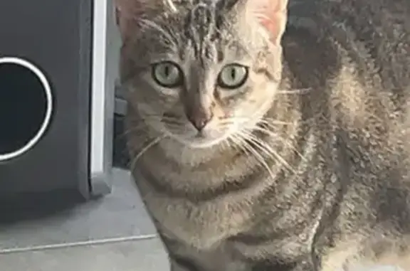 Chat peureux perdu à Rodez, Rue de Londres - photo